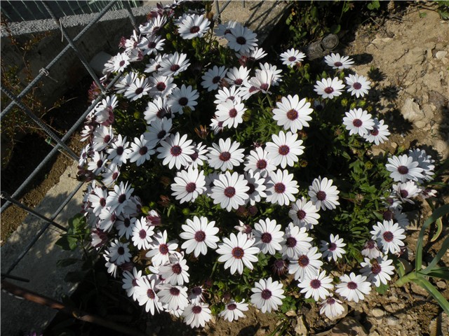 osteospermum